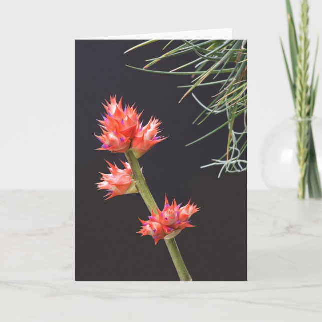 Carte Fleurs de broméliade et tige (Devant)