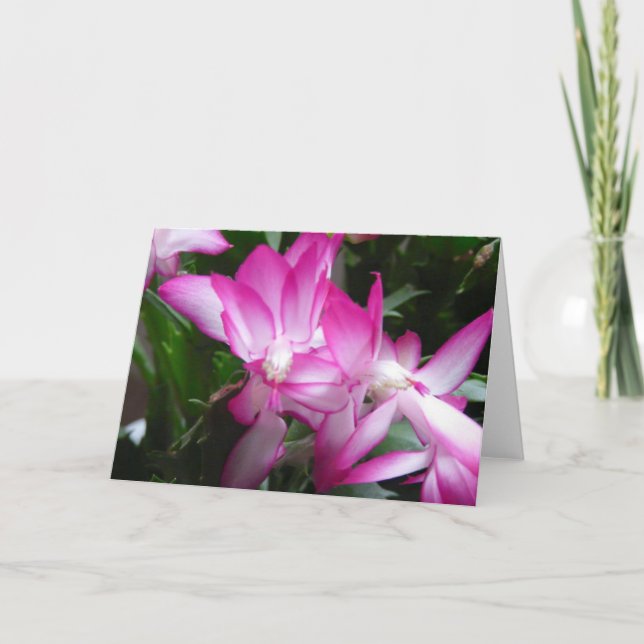 Carte Fleurs de cactus de Noël (Devant)