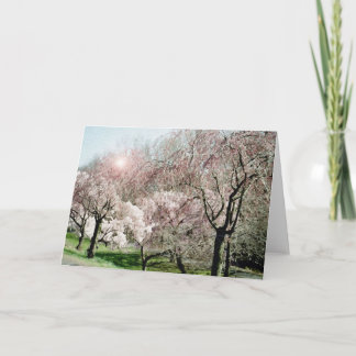 Carte Fleurs de cerisier