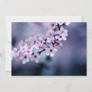 Carte Fleurs de cerisiers