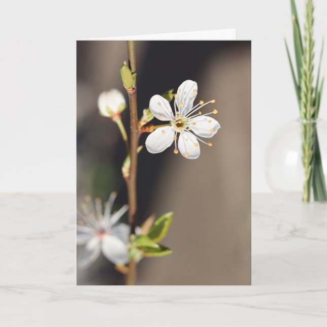 Carte Fleurs de cerisiers blancs (Devant)