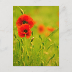 Carte - fleurs de coquelicots