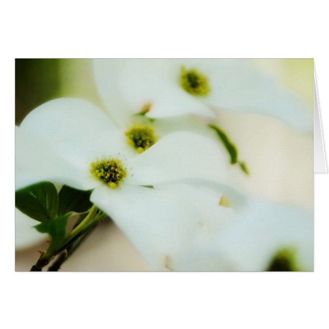 Carte Fleurs de Dogwood (Devant horizontal)