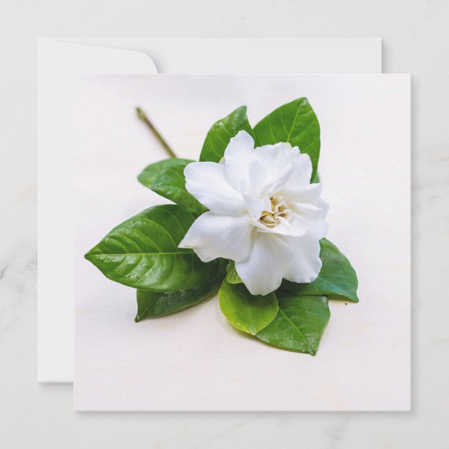 Carte Fleurs de Gardenia blanches (Devant)