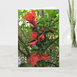 Carte Fleurs de grenade