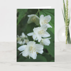 Carte Fleurs de jasmin modernes élégantes Sympathie phot