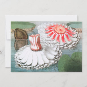 Carte Fleurs de nénuphars vintage, nénuphars dans un éta