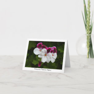 Carte Fleurs de pélargonium Regal Salutation collective