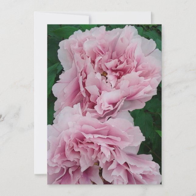 Carte Fleurs de pivoine rose bébé (Devant)
