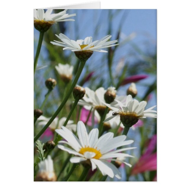 Carte Fleurs de ressort (Devant)