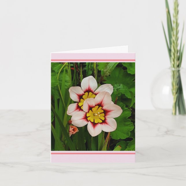 Carte Fleurs de sparaxe (Devant)