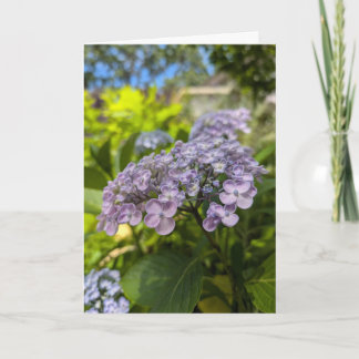 Carte Fleurs d'hortensia lavande