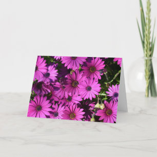 Carte Fleurs d'ostéospermum pourpres