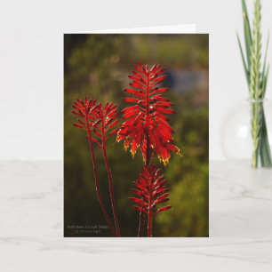 Carte Fleurs en Aloe Rouge Lumineux Vera