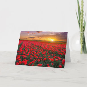 Carte Fleurs   Jardin botanique Hollande