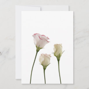 Carte fleurs lisianthus blanches, trio
