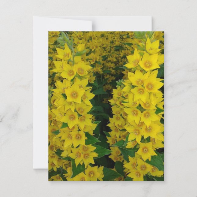Carte Fleurs pérennes du Delphinium jaune (Devant)