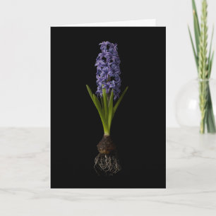 Carte Fleurs   Puce Hyacinth violette