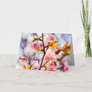 Carte Fleurs Sakura Rose Sunlit. Fleurs de cerisiers