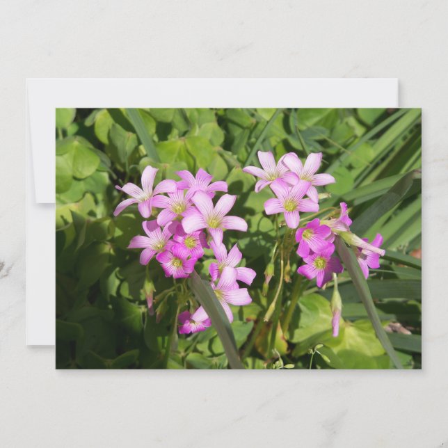 Carte Fleurs sauvages de printemps rose délicats (Devant)