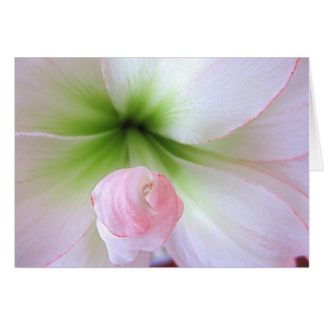 Carte "Flora Tenera" (Devant horizontal)