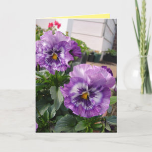 Carte florale de photographie de pensée violette