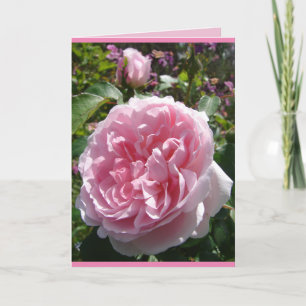 Carte florale Rose anglaise au chou vintage rose
