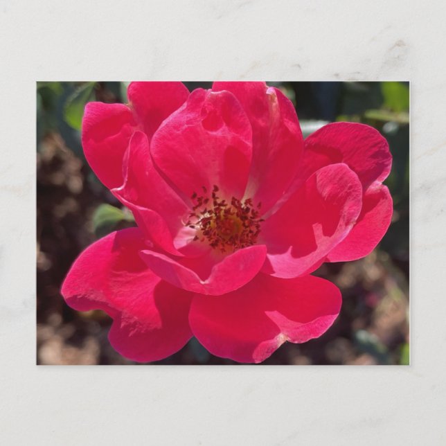 Carte Florale rouge grisâtre (Devant)