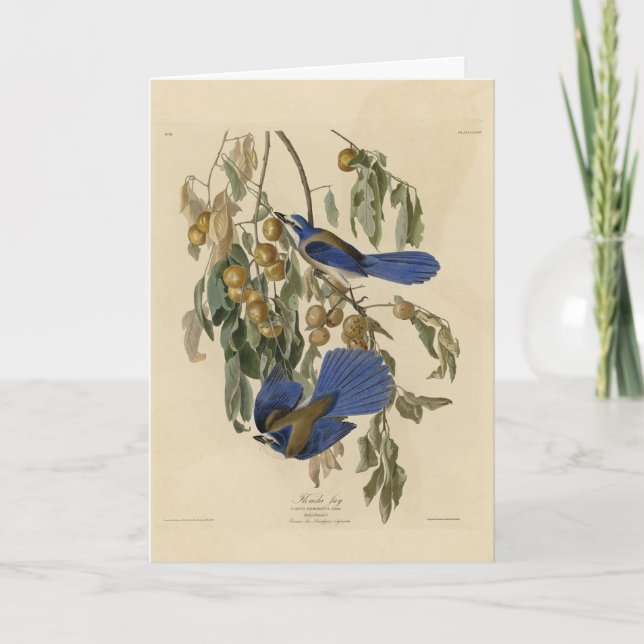 Carte Florida Jay (Scrub-Jay) Audubon's Birds of America (Devant)