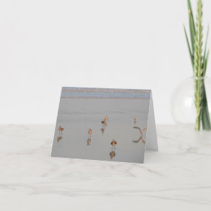 Carte Floride Beach Shorebirds Photographie de Blank Ins