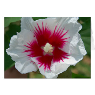 Carte Flower Starburst
