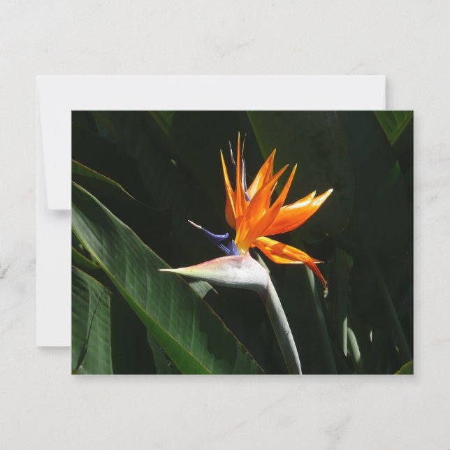 Carte Flower tropical orange paradise (Devant)