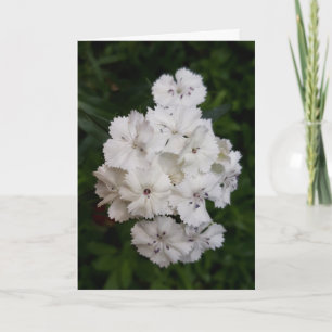 Carte Flowers de White Carnation