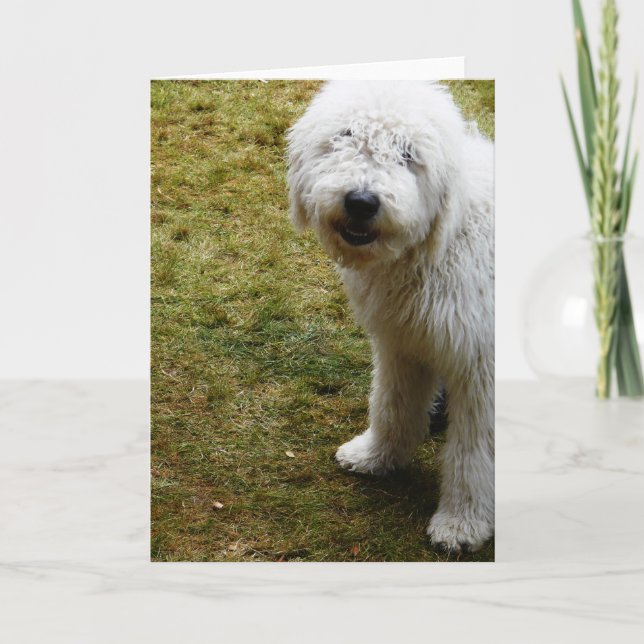 Carte Fluffeux Frizzy Mauvais chien de la journée des ch (Devant)