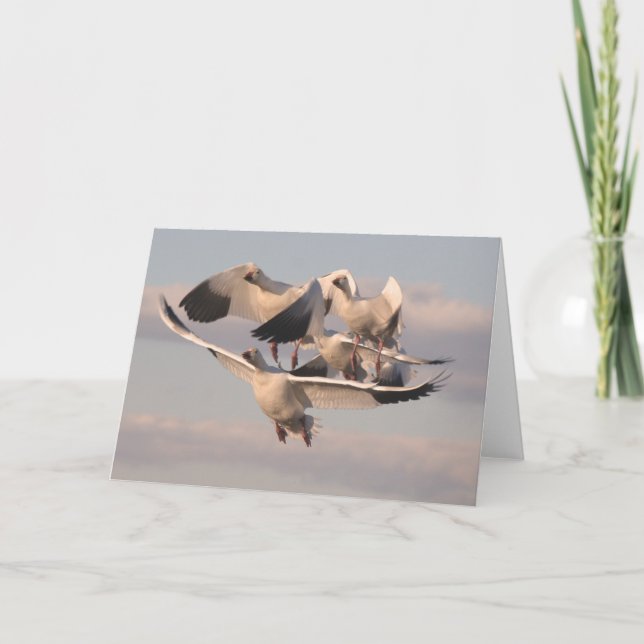 Carte Flying Snow Geese (Devant)