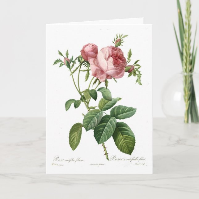 Carte Foliacea de centifolia de Rosa (Devant)