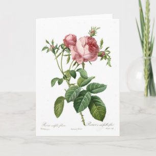 Carte Foliacea de centifolia de Rosa