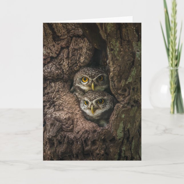 Carte Forest | Deux Owls Looking (Devant)