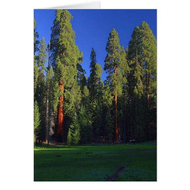 Carte Forêt (Devant)