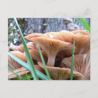 Carte Forêt de champignons