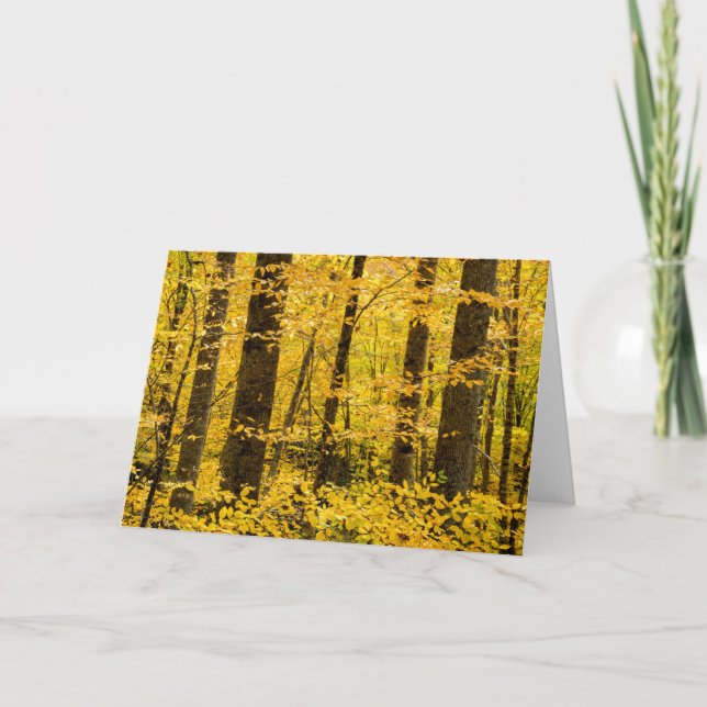 Carte Forêt nationale de Fall Pisgah (Devant)