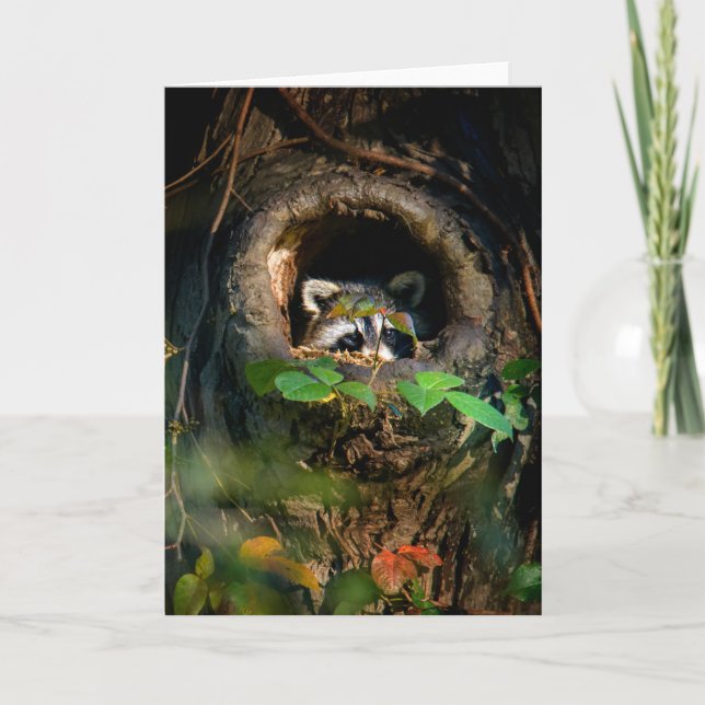 Carte Forêt | Raccoon Peeking (Devant)