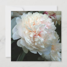 FOREVER PEONY
