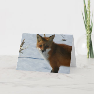 Carte Fox