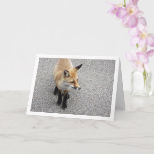 Carte Fox Cub sur Street Portrait