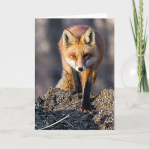 Carte Fox furtif