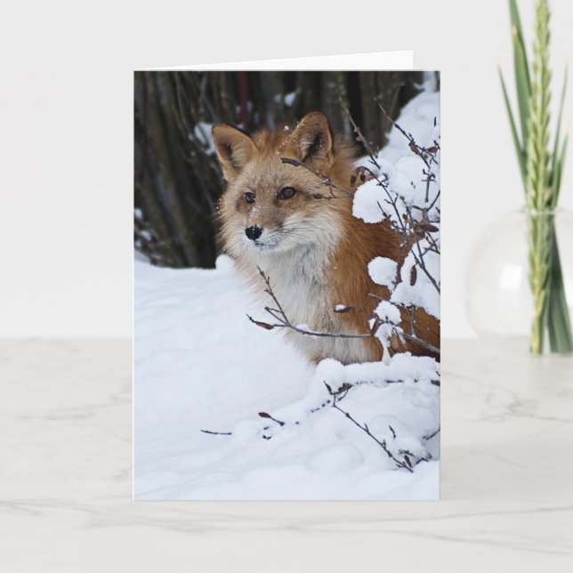 Carte Fox rouge dans la neige (Devant)