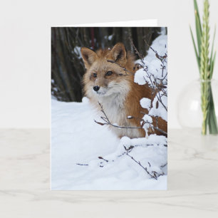 Carte Fox rouge dans la neige