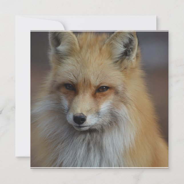 Carte Foxy Fox (Devant)
