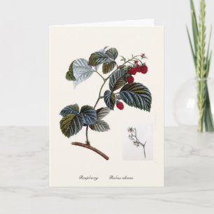 Carte Framboise